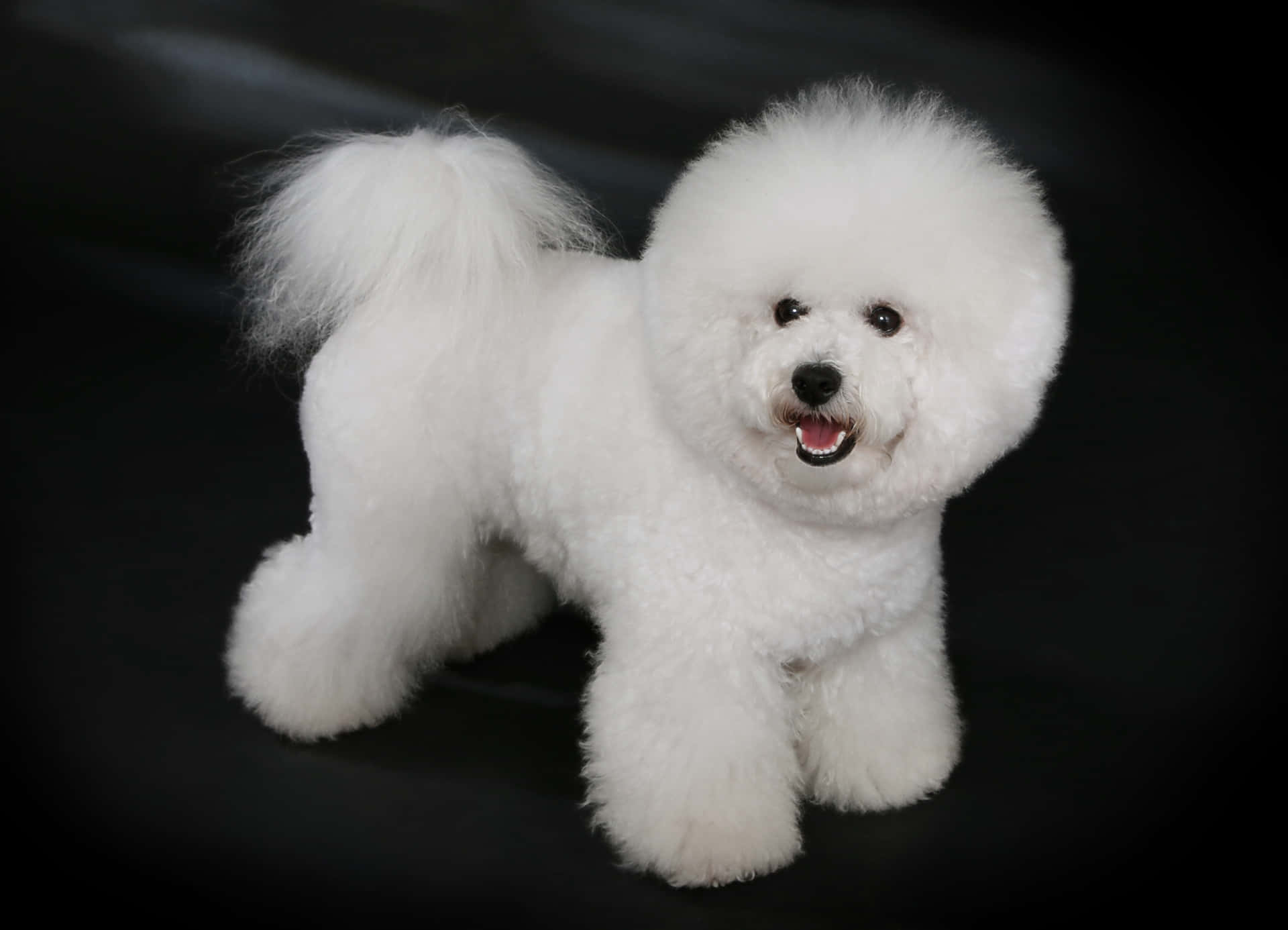 A White Bichon Terrier Standing On A Black Background