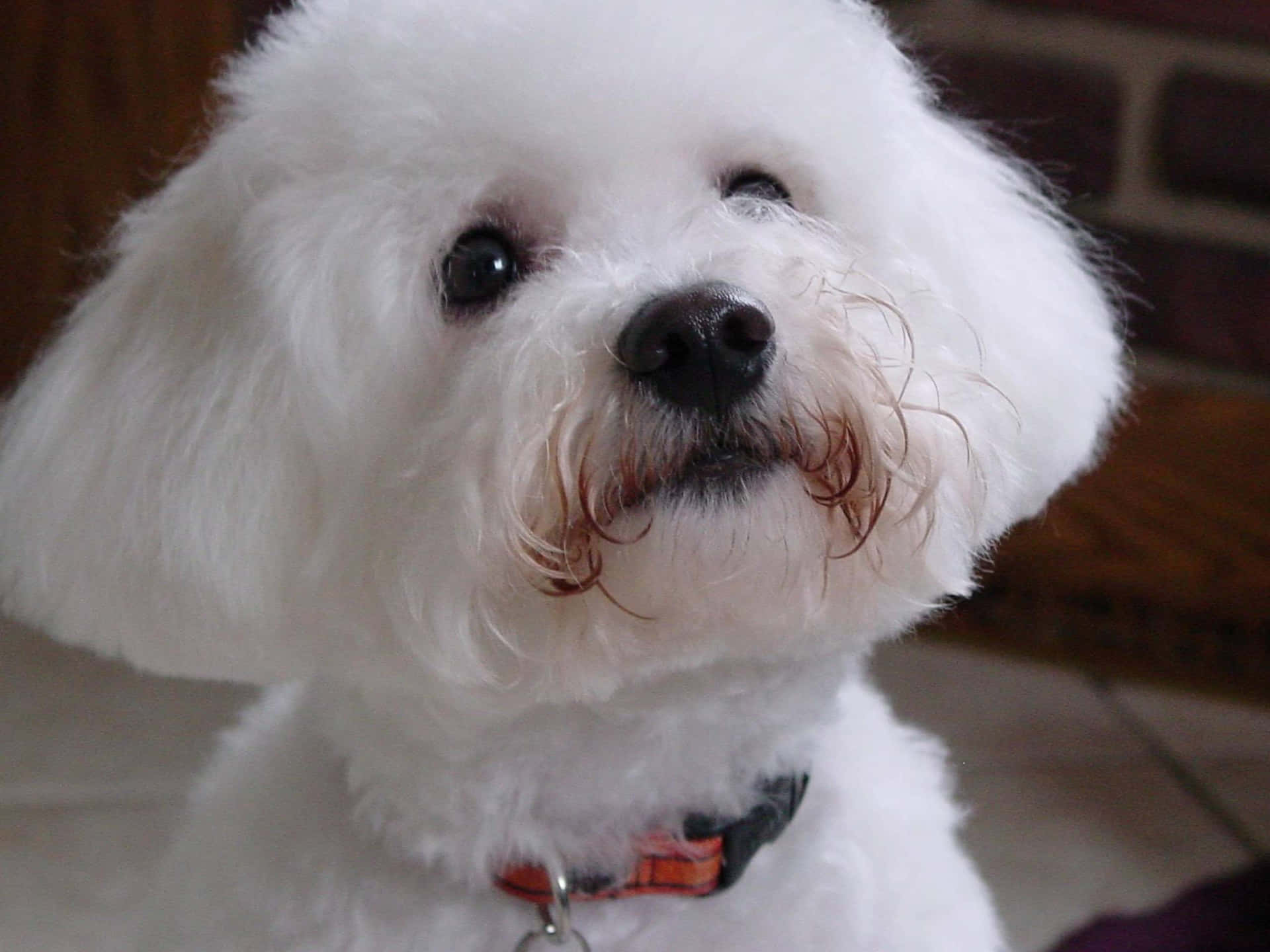 A Bichon Frise smiles up at the camera, ready to steal your heart.