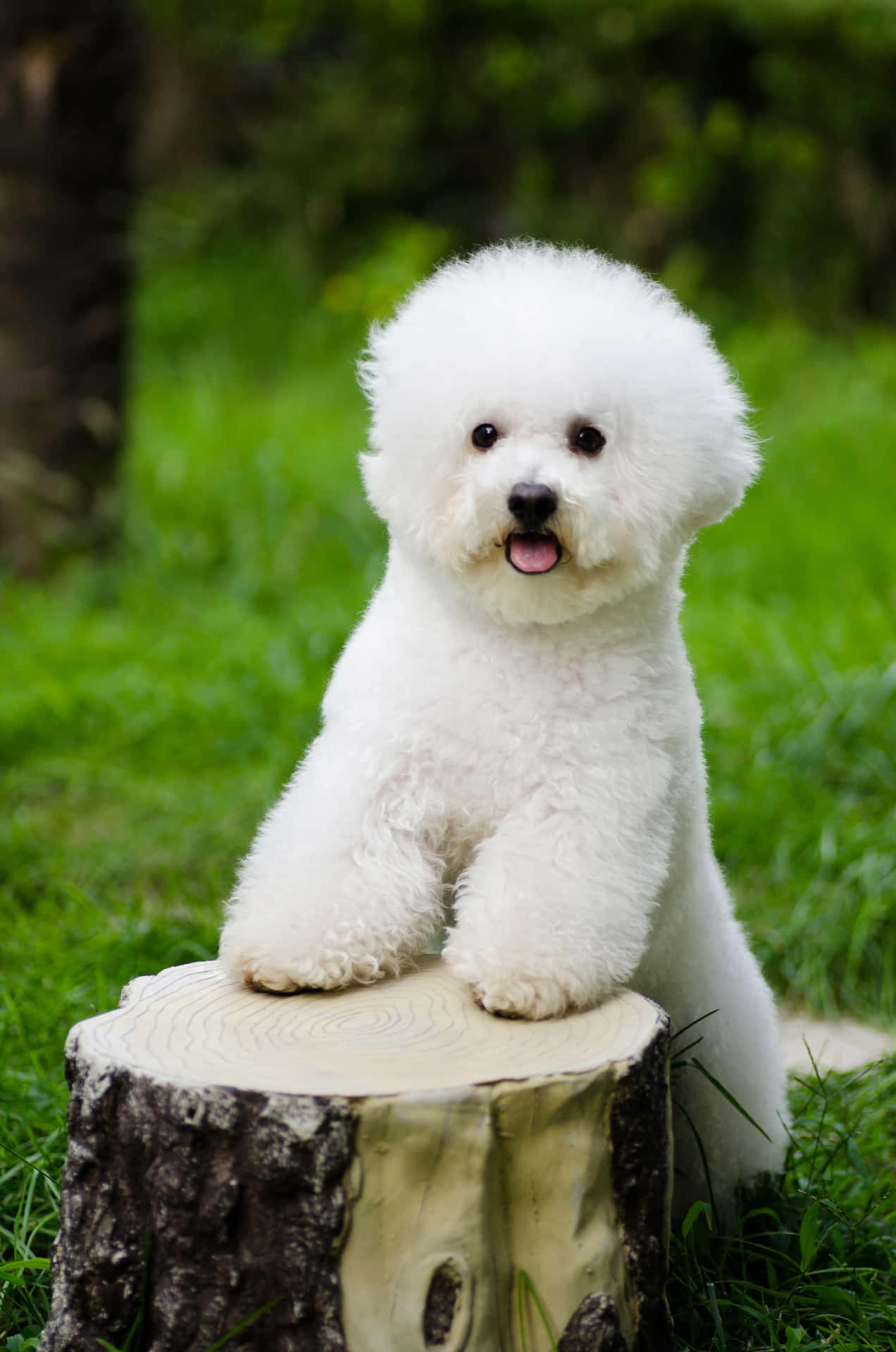 A White Bichon Terrier Sitting On A Stump