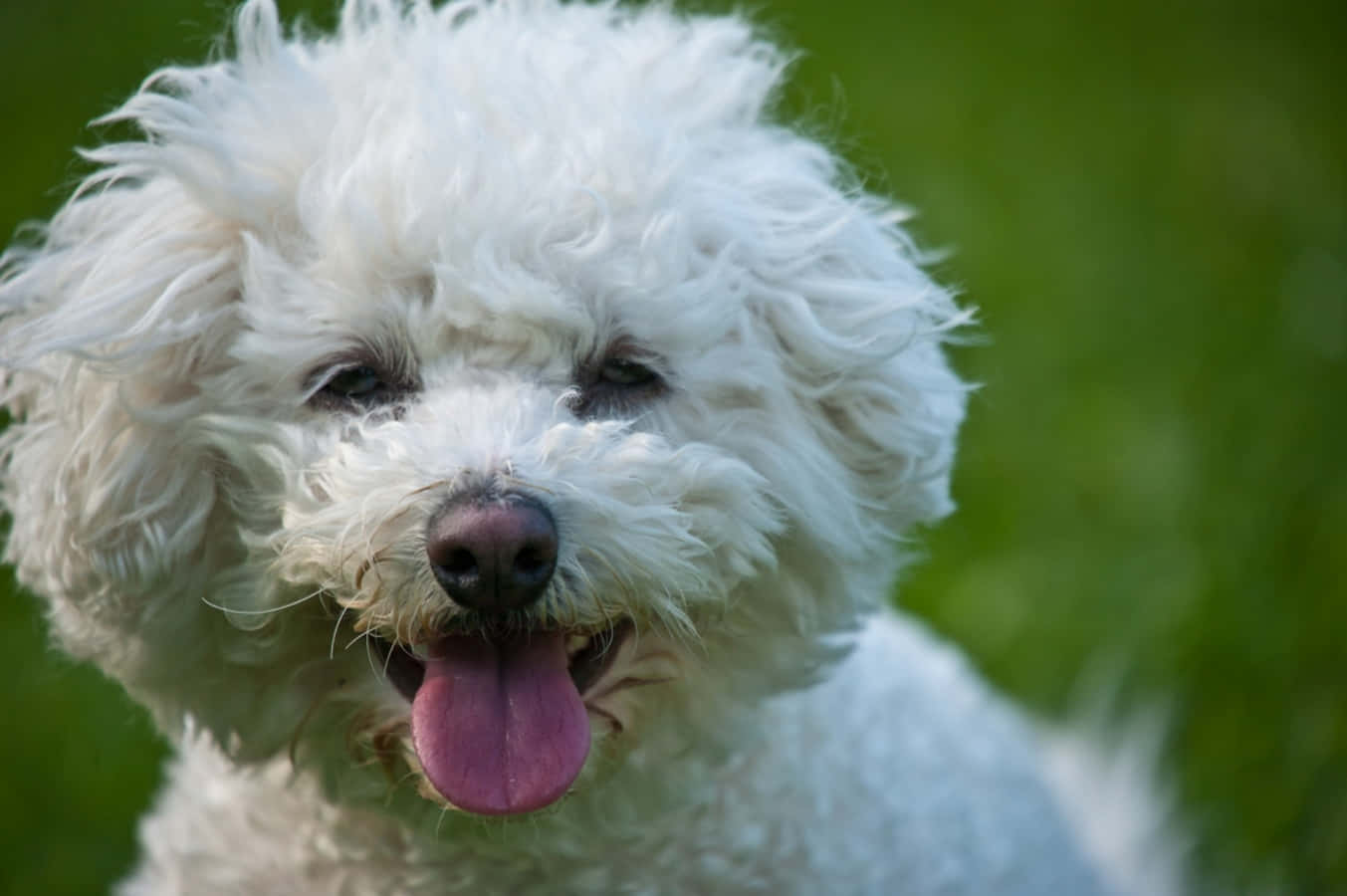She's a Bichon Frise, Perfectly Fluffy and Energetic