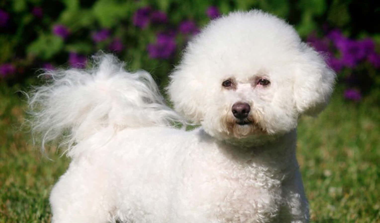 Adorable Bichon Frise Showing off His Fluffy Fur