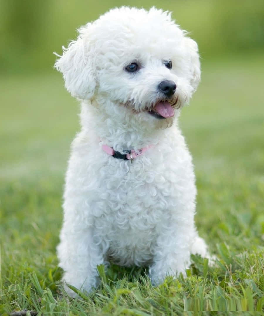 This Bichon Frise Is Ready For Some Fun