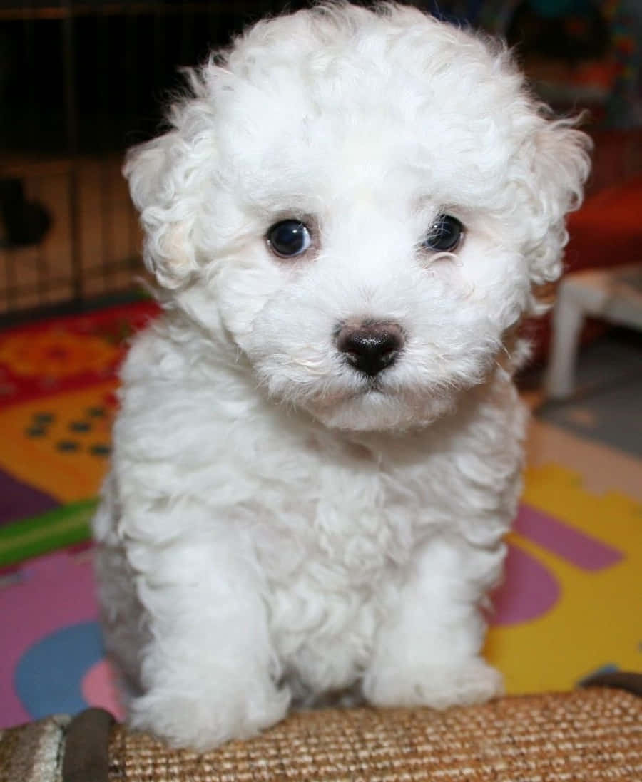 An adorable portrait of a Bichon Frise puppy