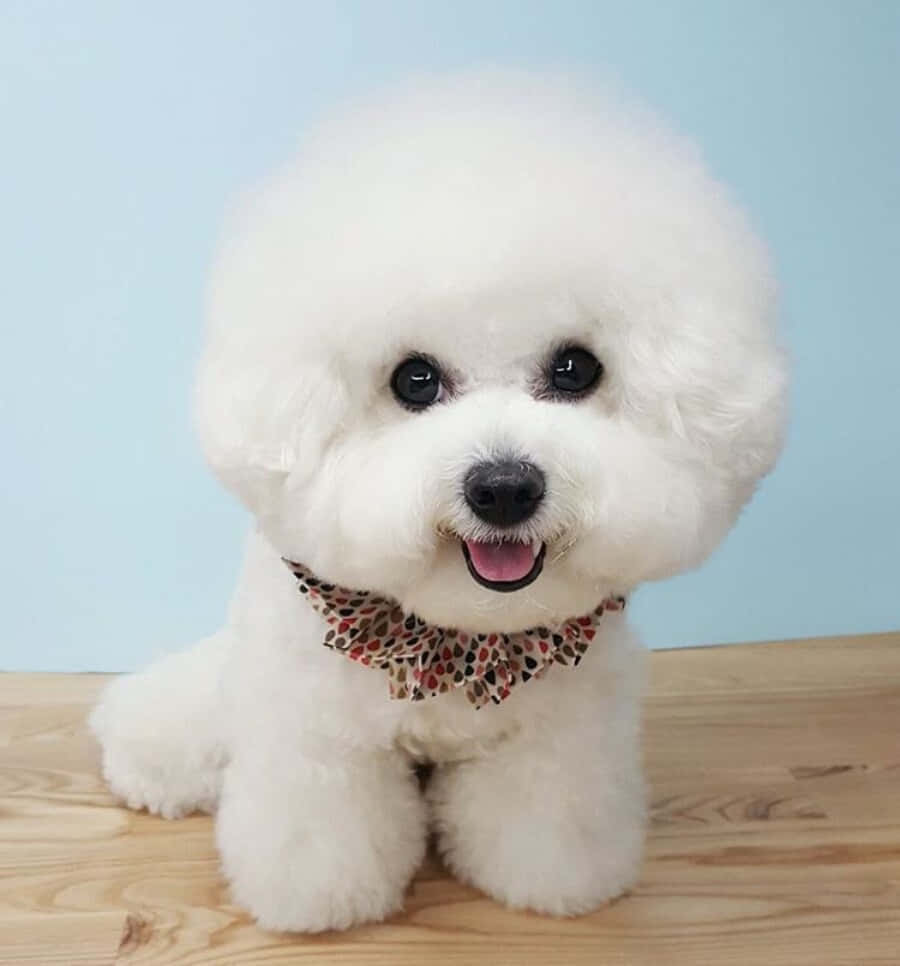 "The Bichon Frise: a beautiful dog for everyone!"