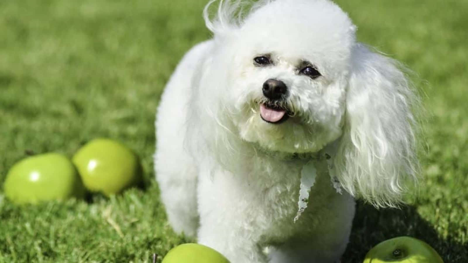 A fluffy white Bichon Frise smiles excitedly