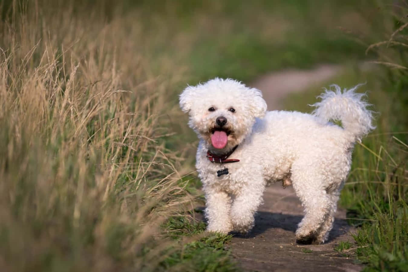 "That Moment When You Realize How Cute a Bichon Frise Is"