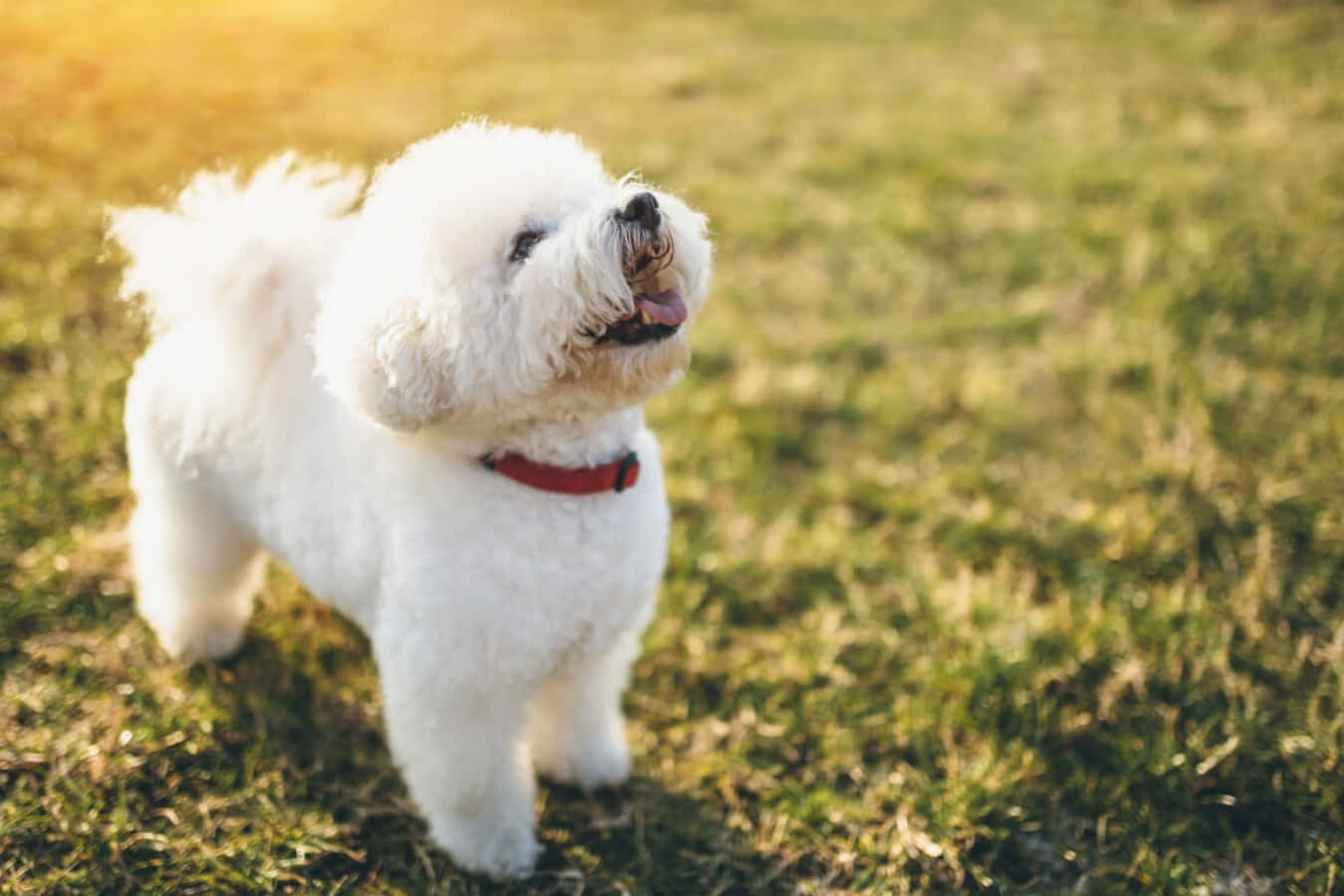 A white and fluffy Bichon Frise looking up from the grass.