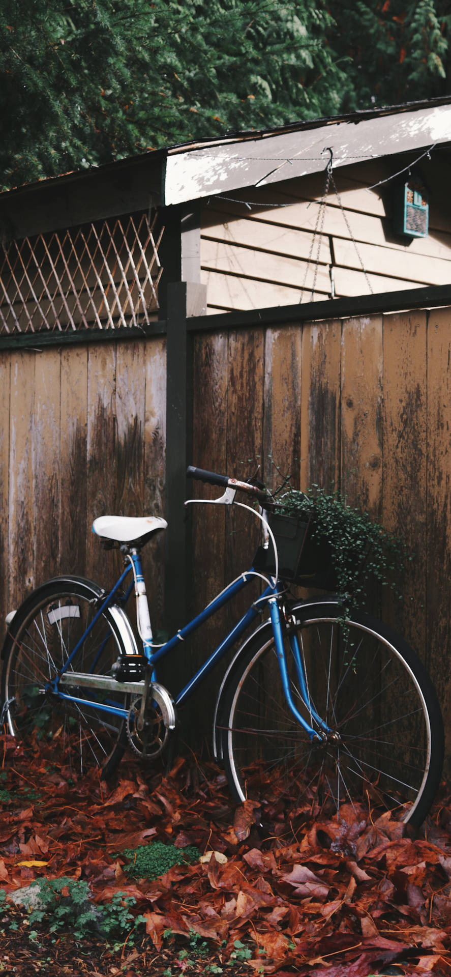 Bicicletas Utilitárias Azuis Para Iphone Papel de Parede