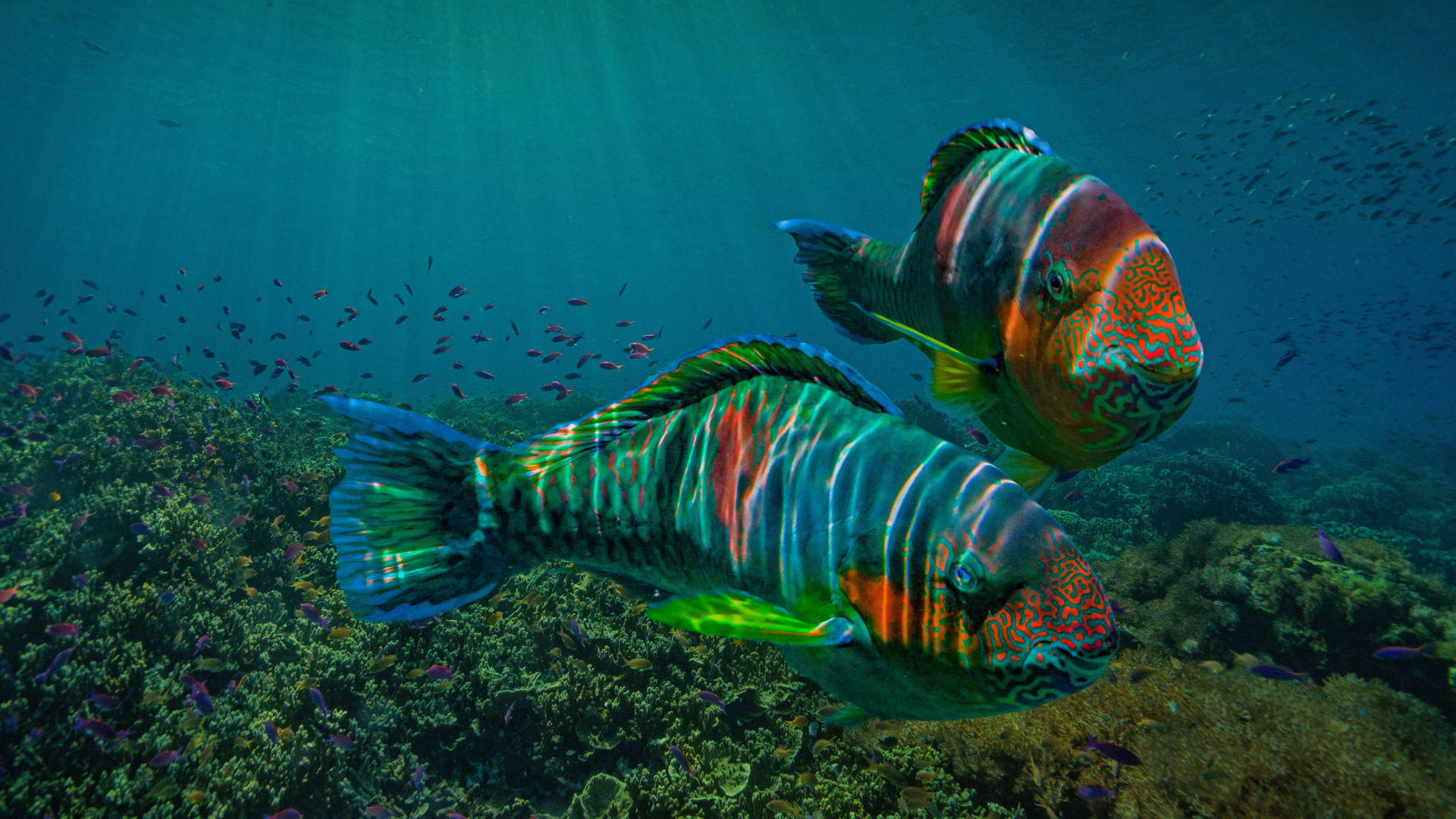 Bicolor Parrotfish 4k Ultra Hd Fish Wallpaper