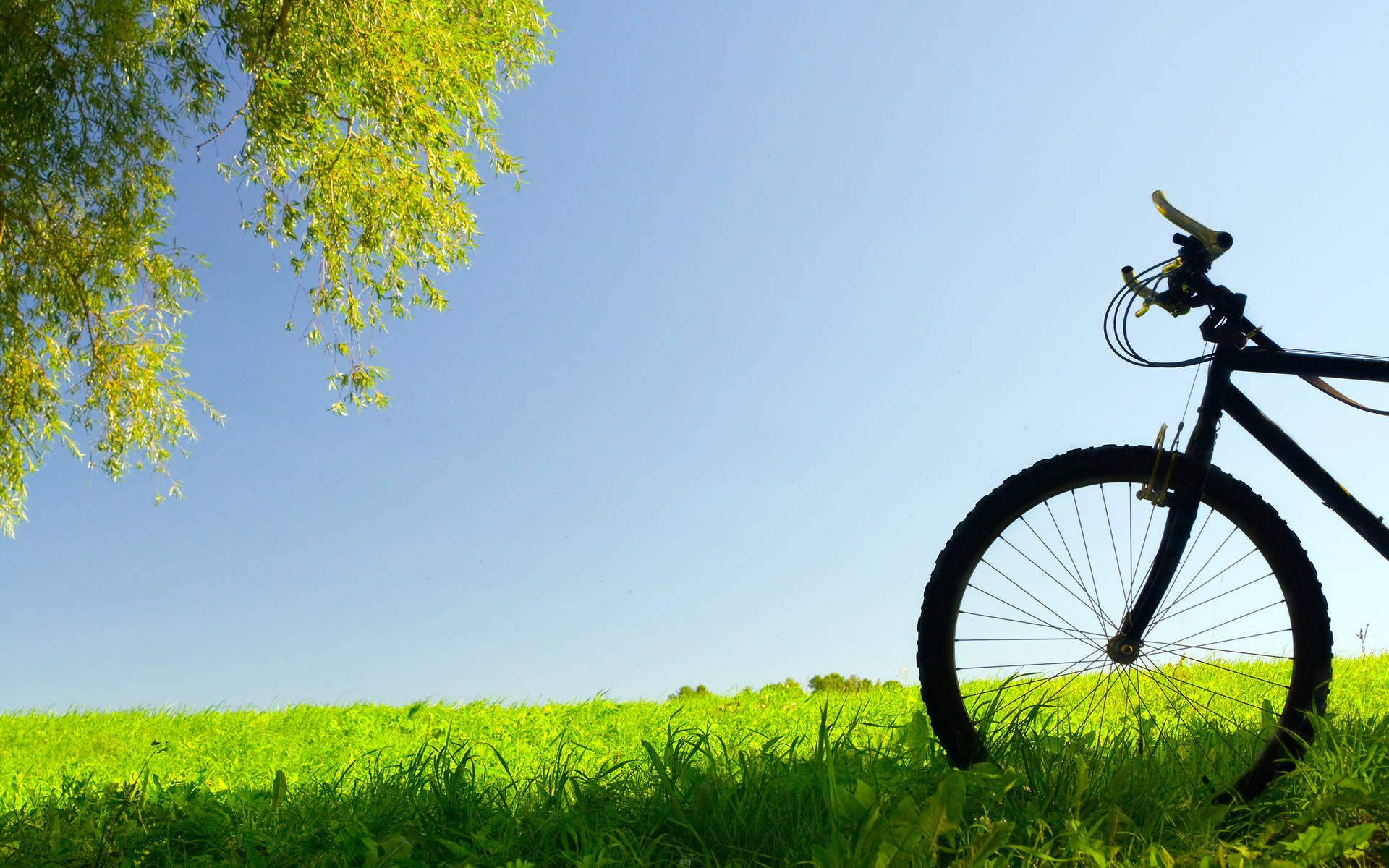 Bicycle Front On Grass Background