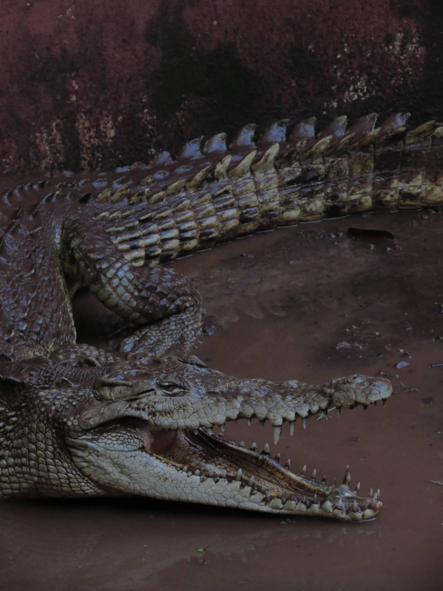 Big Alligator Telefon Wallpaper