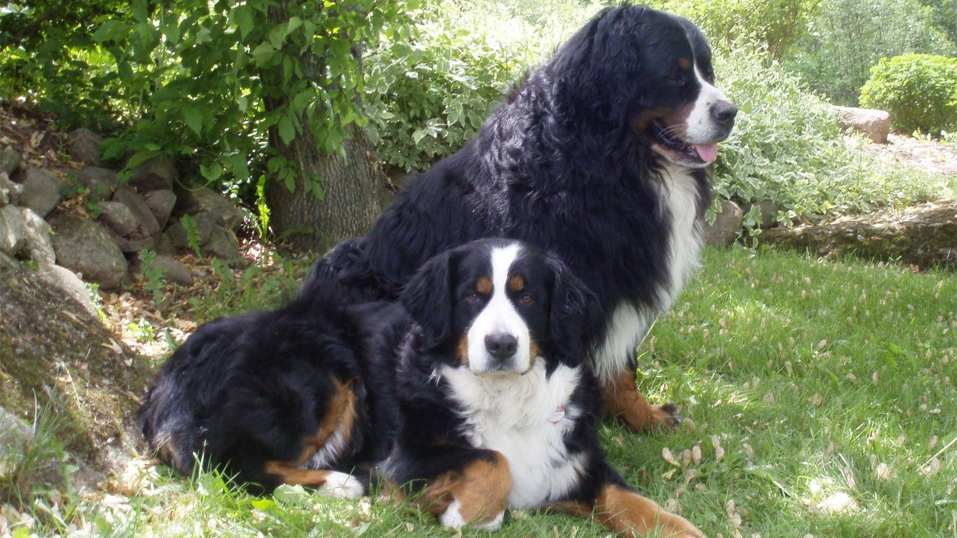 Big Bernese Mountain Dogs Picture