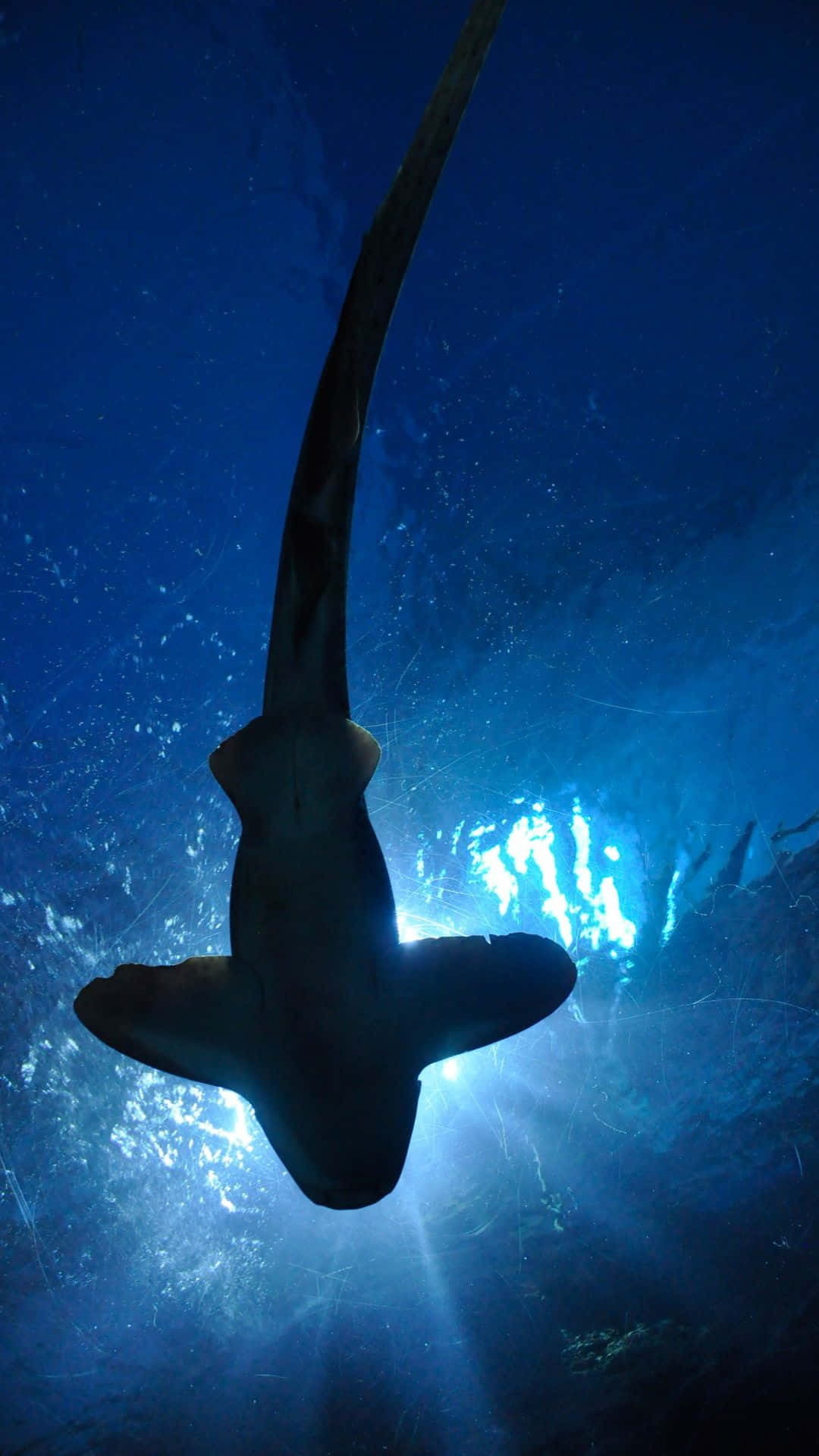 Stor sort haj i dyb blå hav Wallpaper