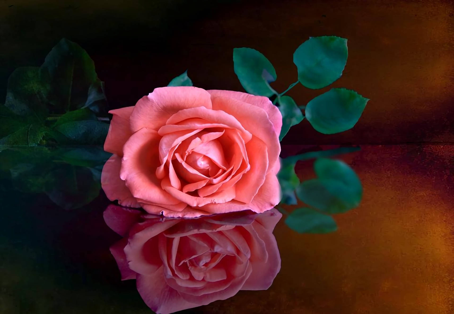 Big Bloom Of Beautiful Rose Hd