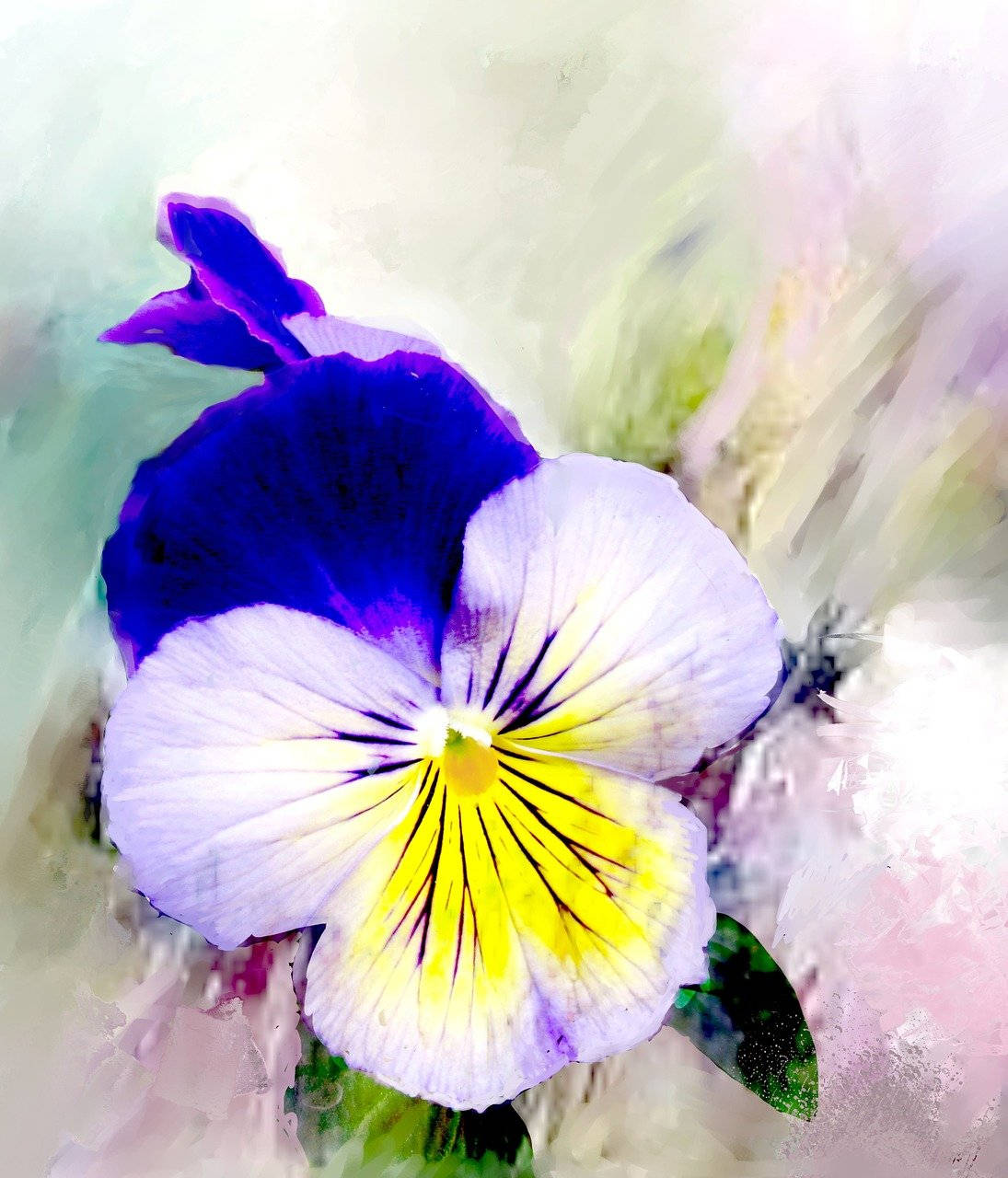 Big Blooming Pansy Digital Art Wallpaper