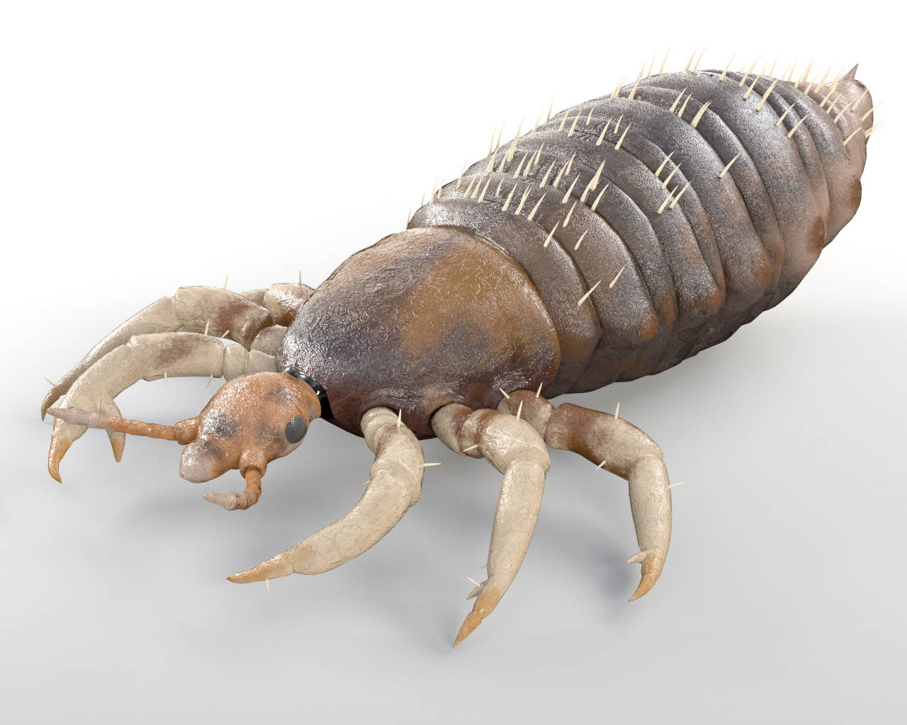 3D Magnified Image of Body Louse Wallpaper