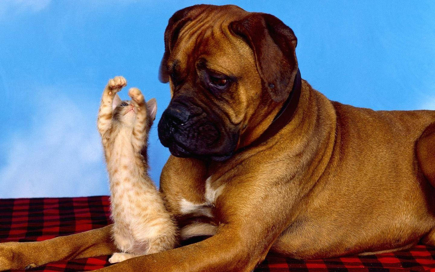 Big Boxer Dog Picture