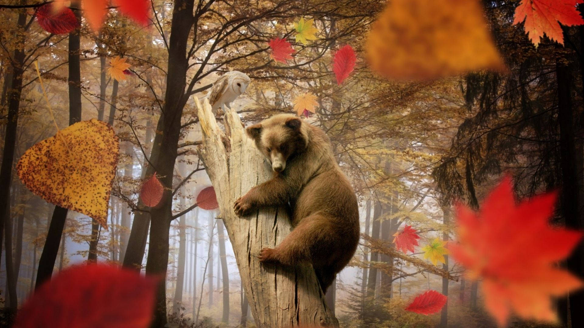 Big brown bear hugging a huge log in forest during autumn season with red maple leaves falling.