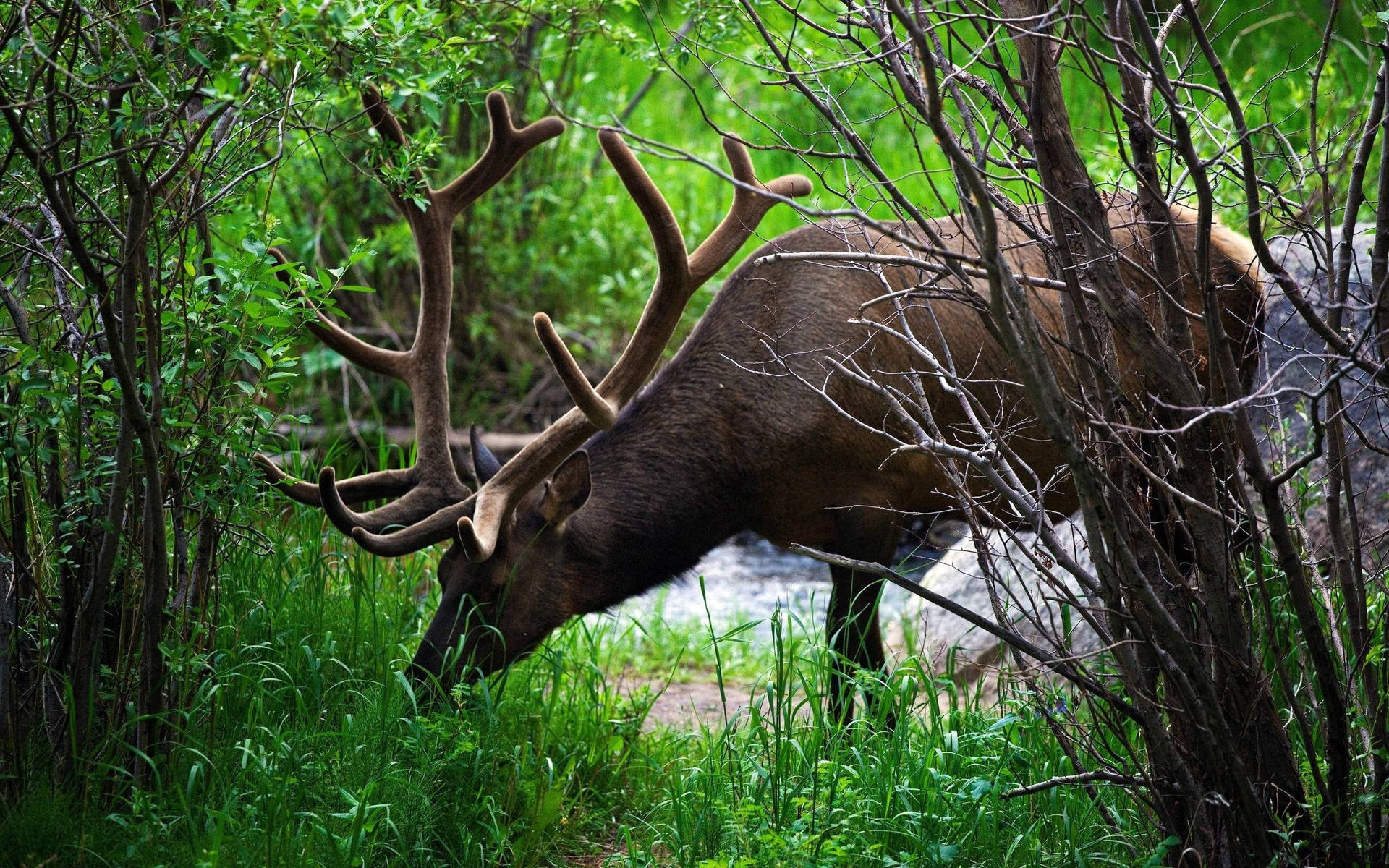 A majestic buck deer grazing in a lush meadow Wallpaper
