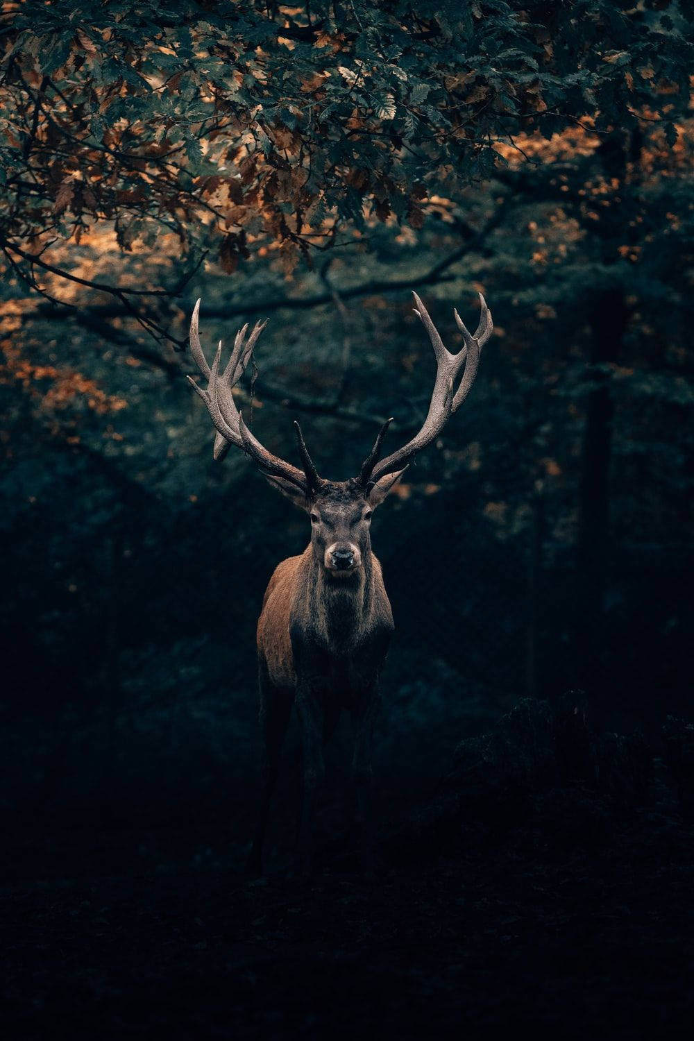 A majestic Big Buck Deer standing in the forest at night. Wallpaper