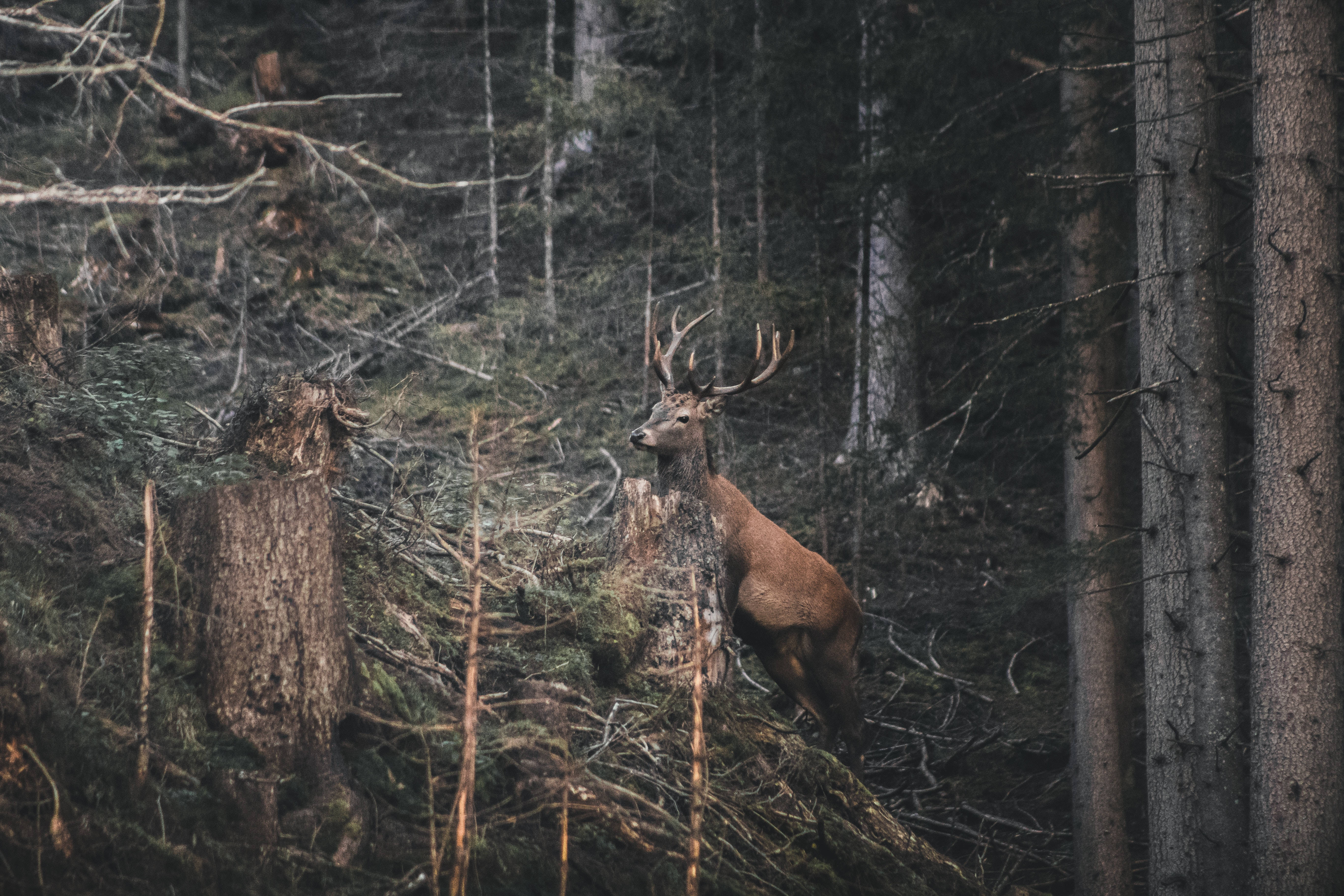 Big Buck In The Woods Wallpaper