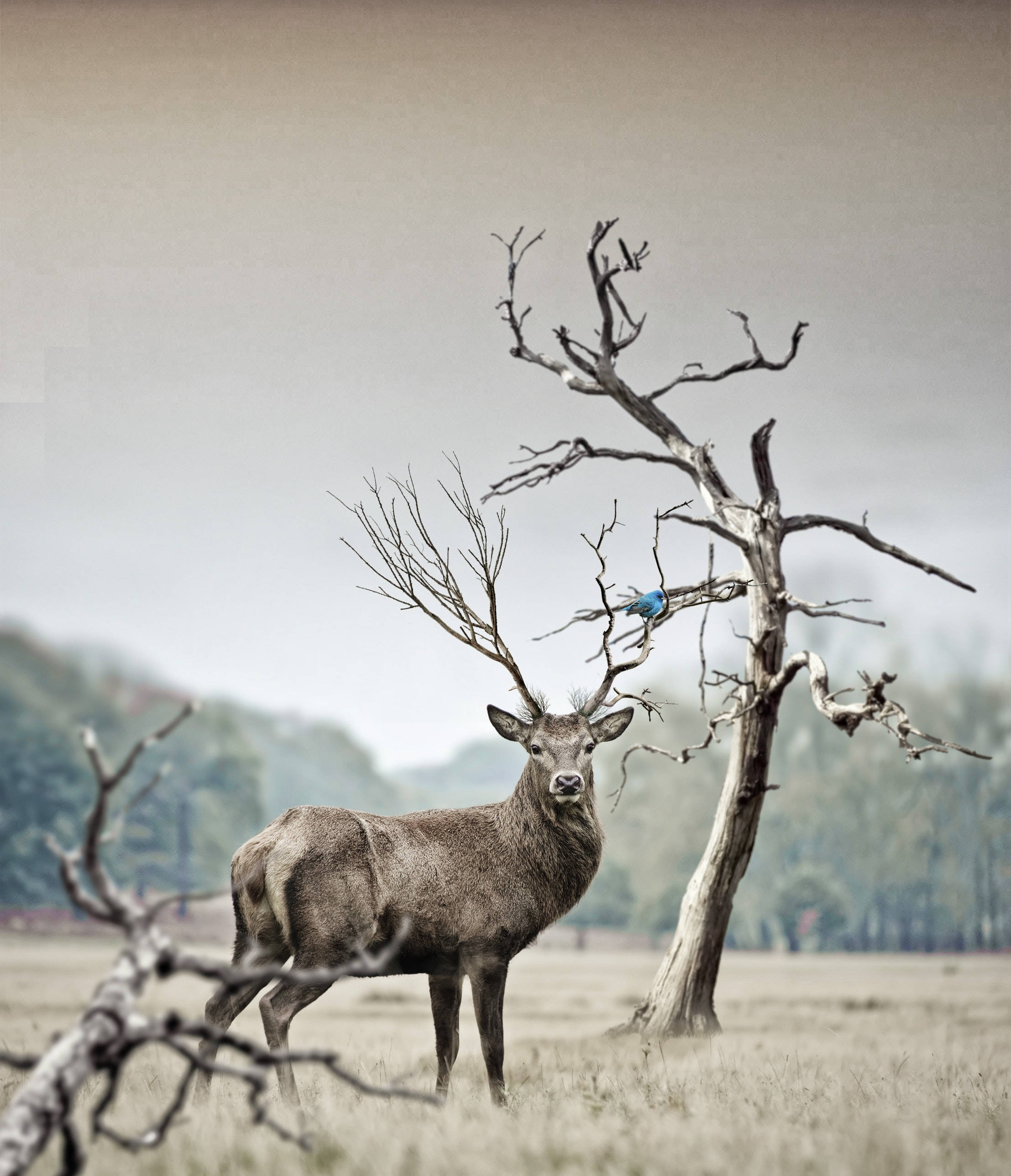 Big Buck Near Withered Tree Wallpaper