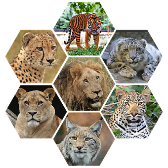 Big Cats Collage PNG