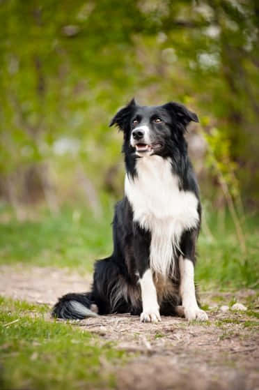Big Collie Dog Picture