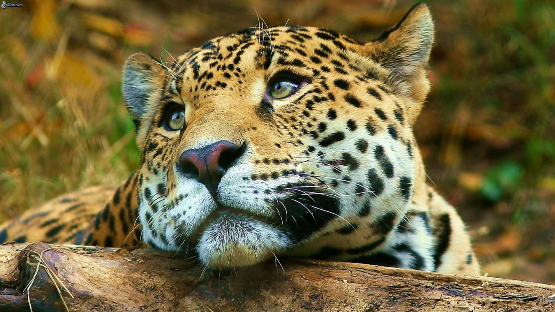 Granlindo Gato Jaguar En Alta Definición (hd) Fondo de pantalla