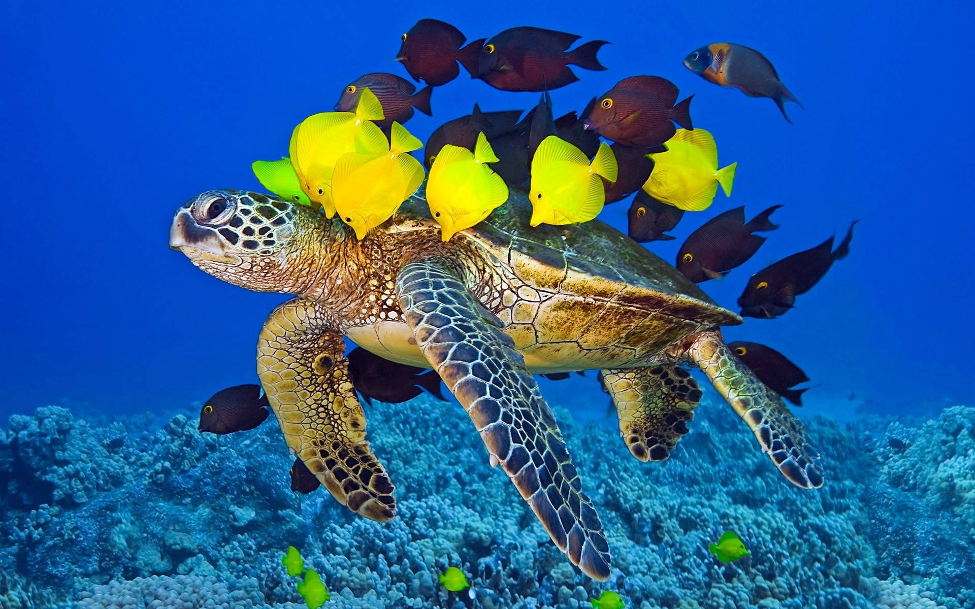 Big Cute Turtle With Fishes Wallpaper
