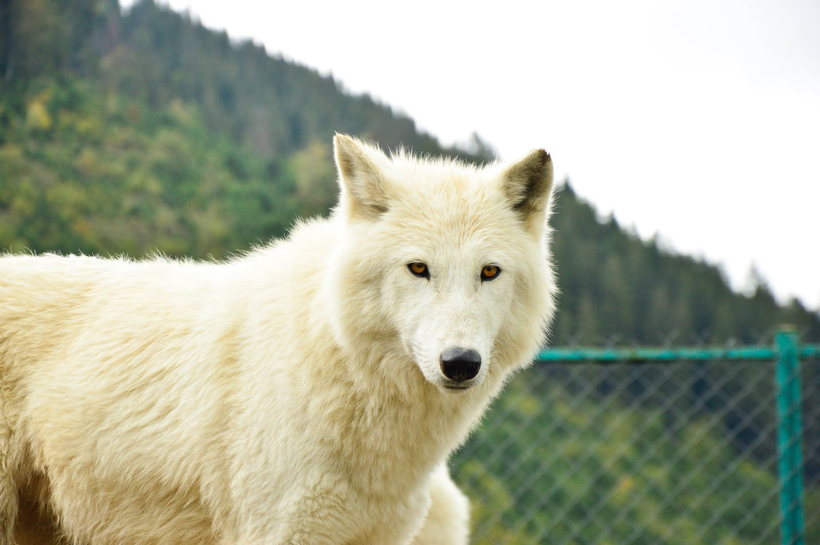 Big Cute Wolf On Fenced Ground Wallpaper