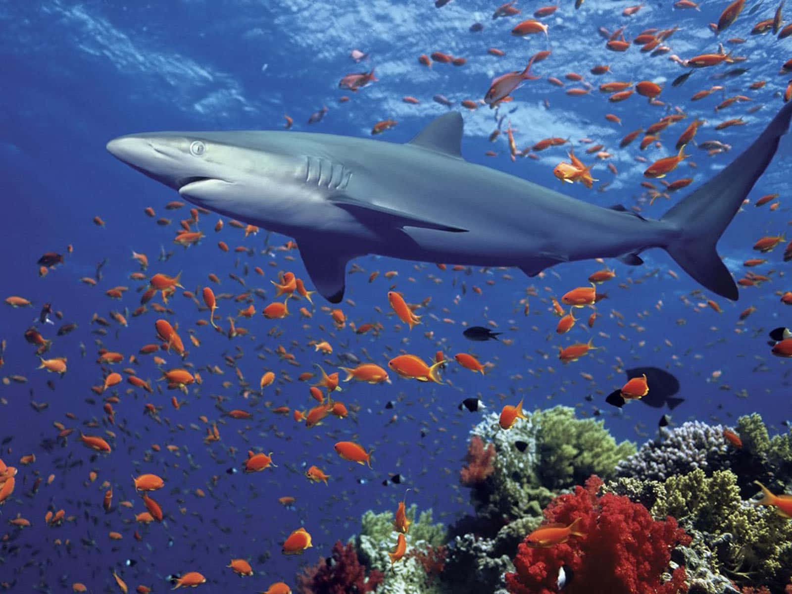 Großestiefblaues Meer Schwarzer Hai Wallpaper