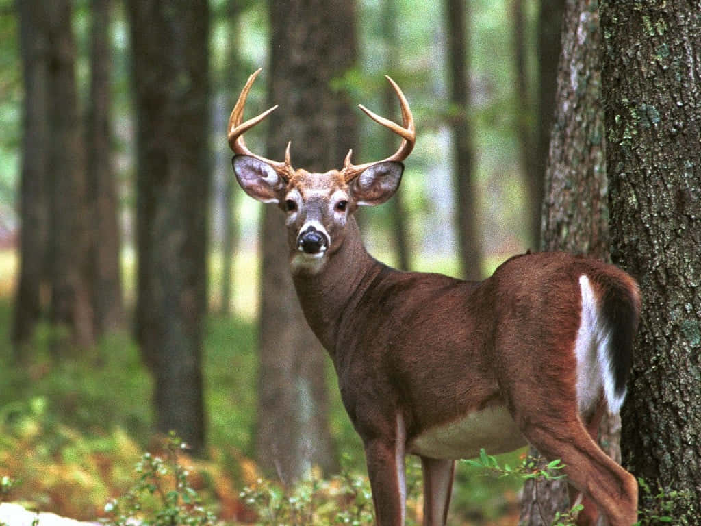 a deer standing in the woods with antlers Wallpaper