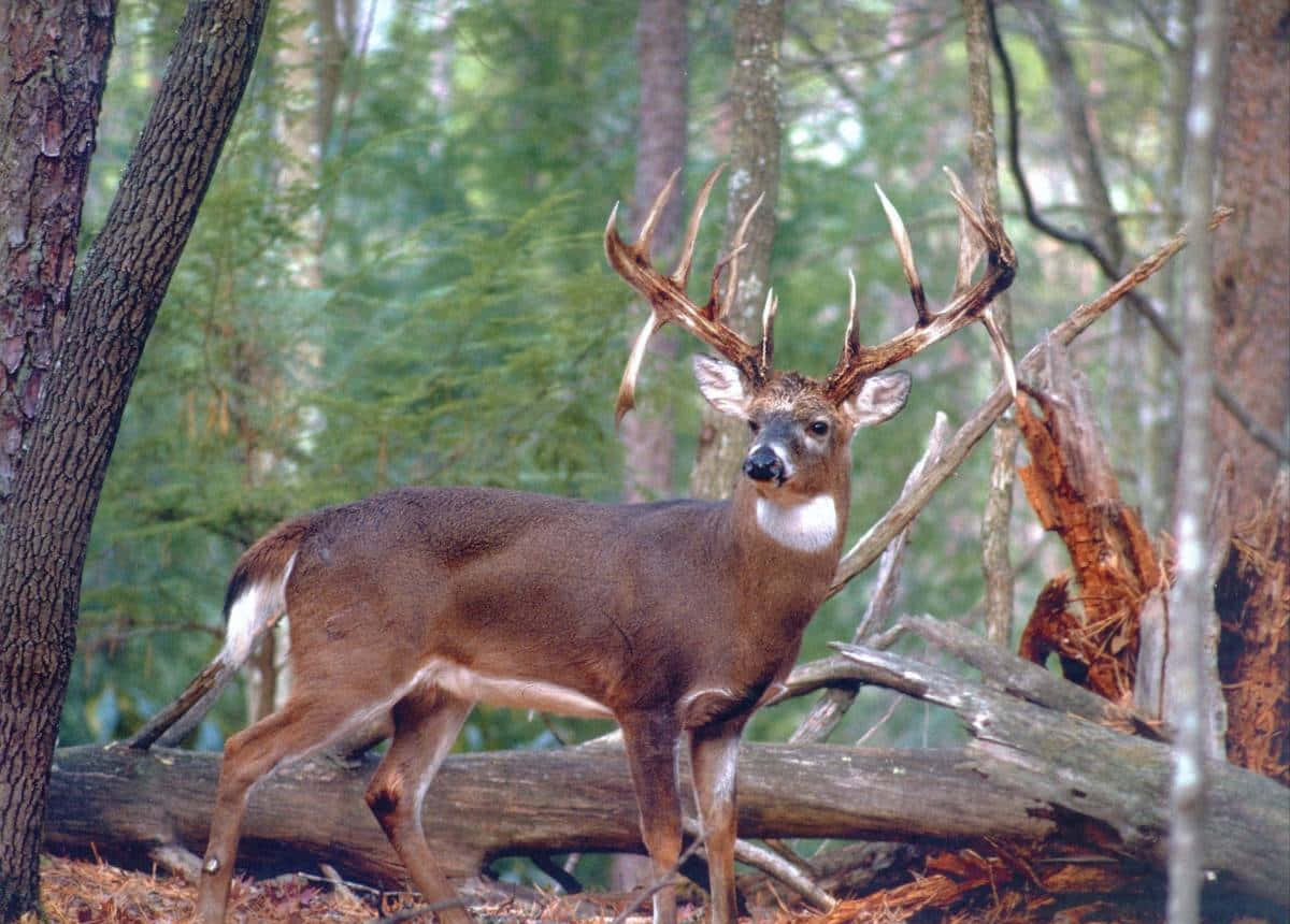 Big Deer Woods Hunting Picture