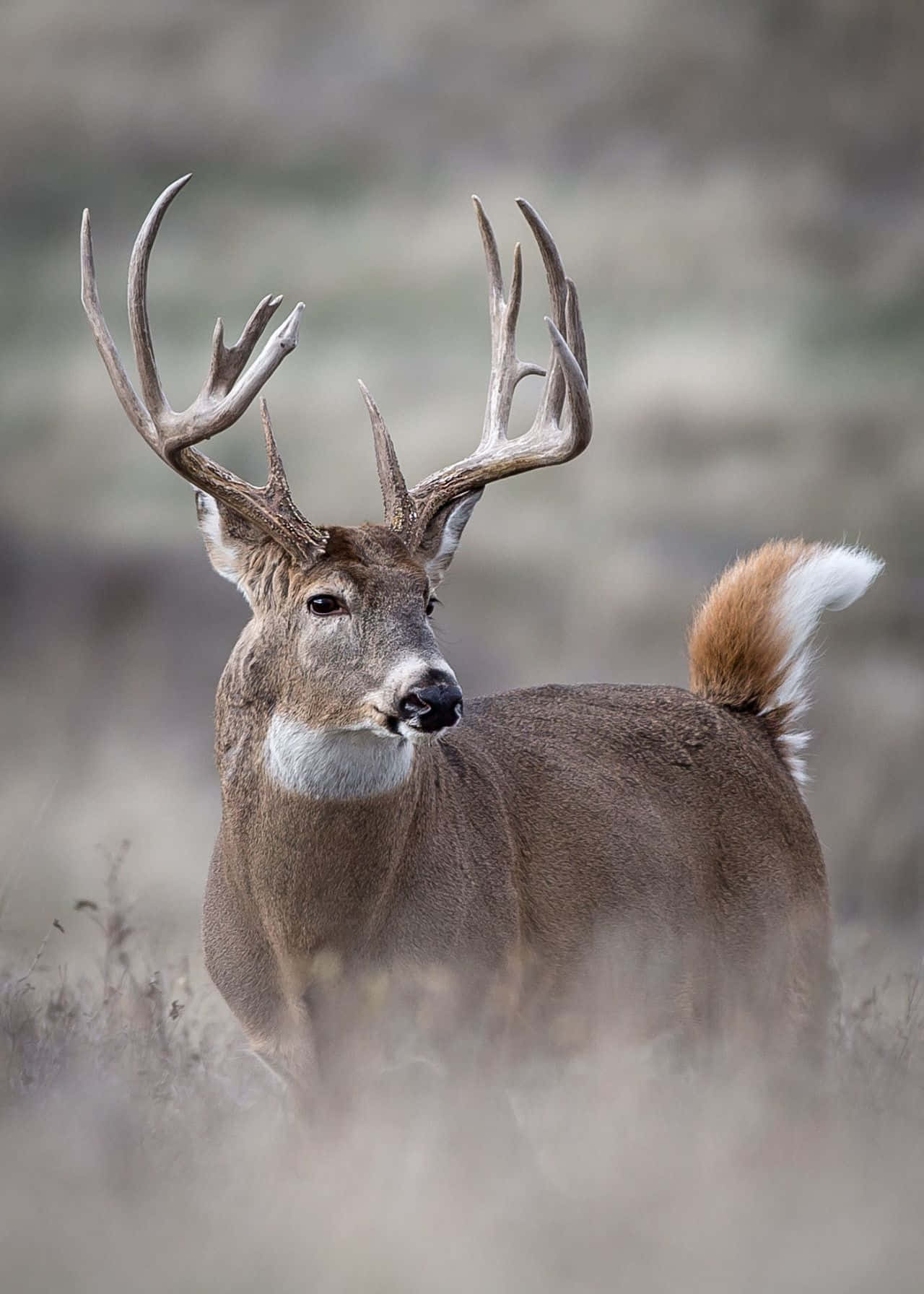 a deer is standing in a field with large antlers
