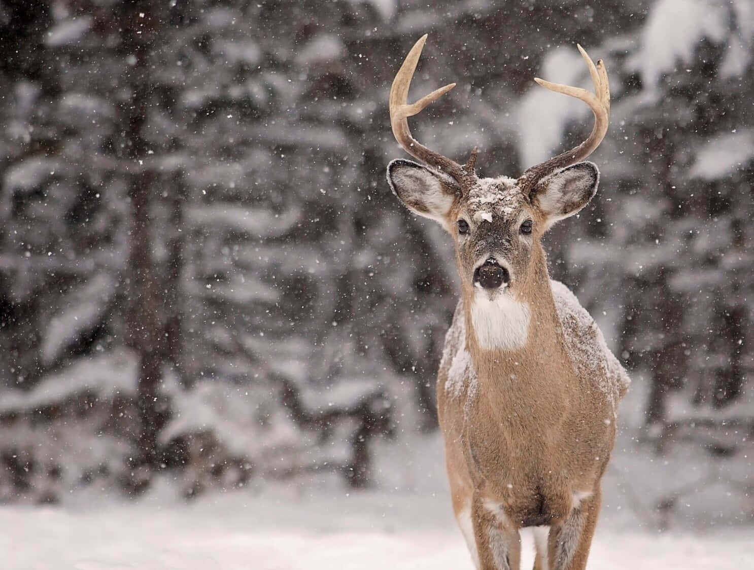 a deer is standing in the snow with a snow covered background Wallpaper