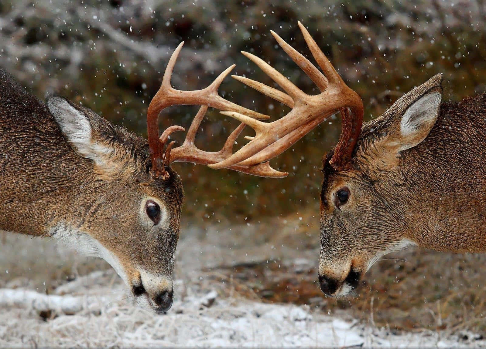 two deer are fighting in the snow Wallpaper