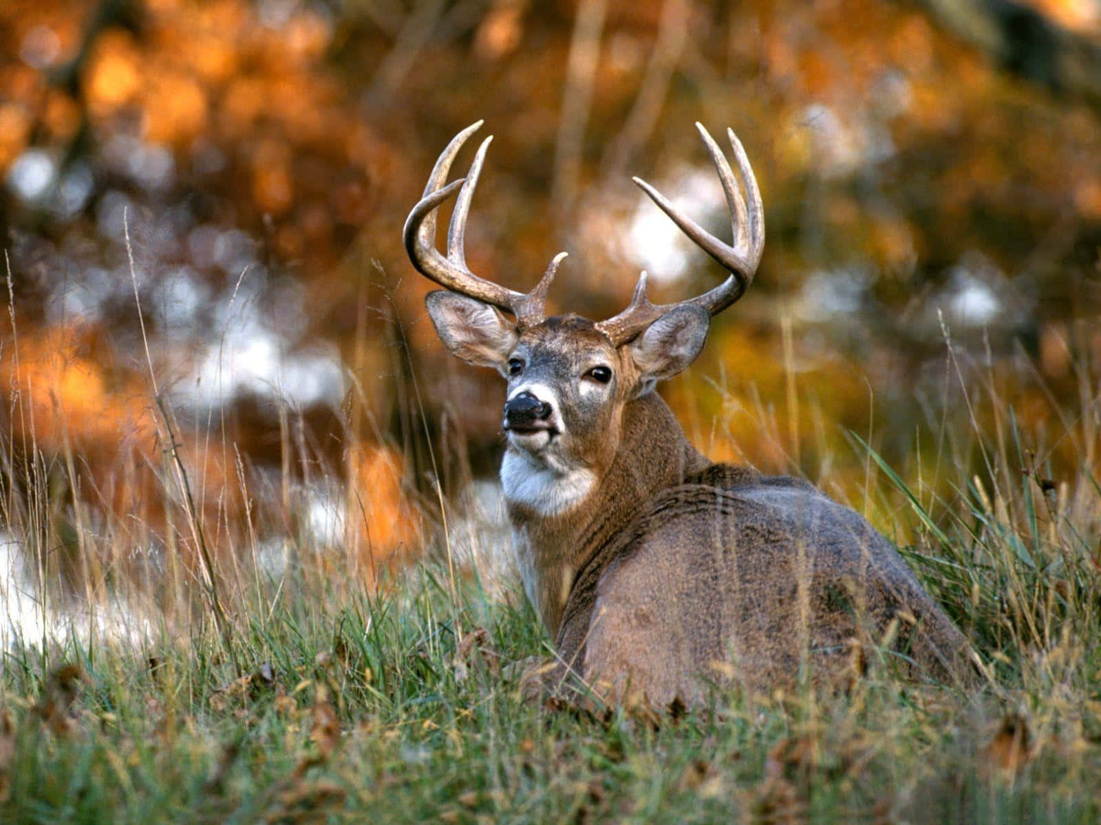 a deer is sitting in the grass with leaves Wallpaper
