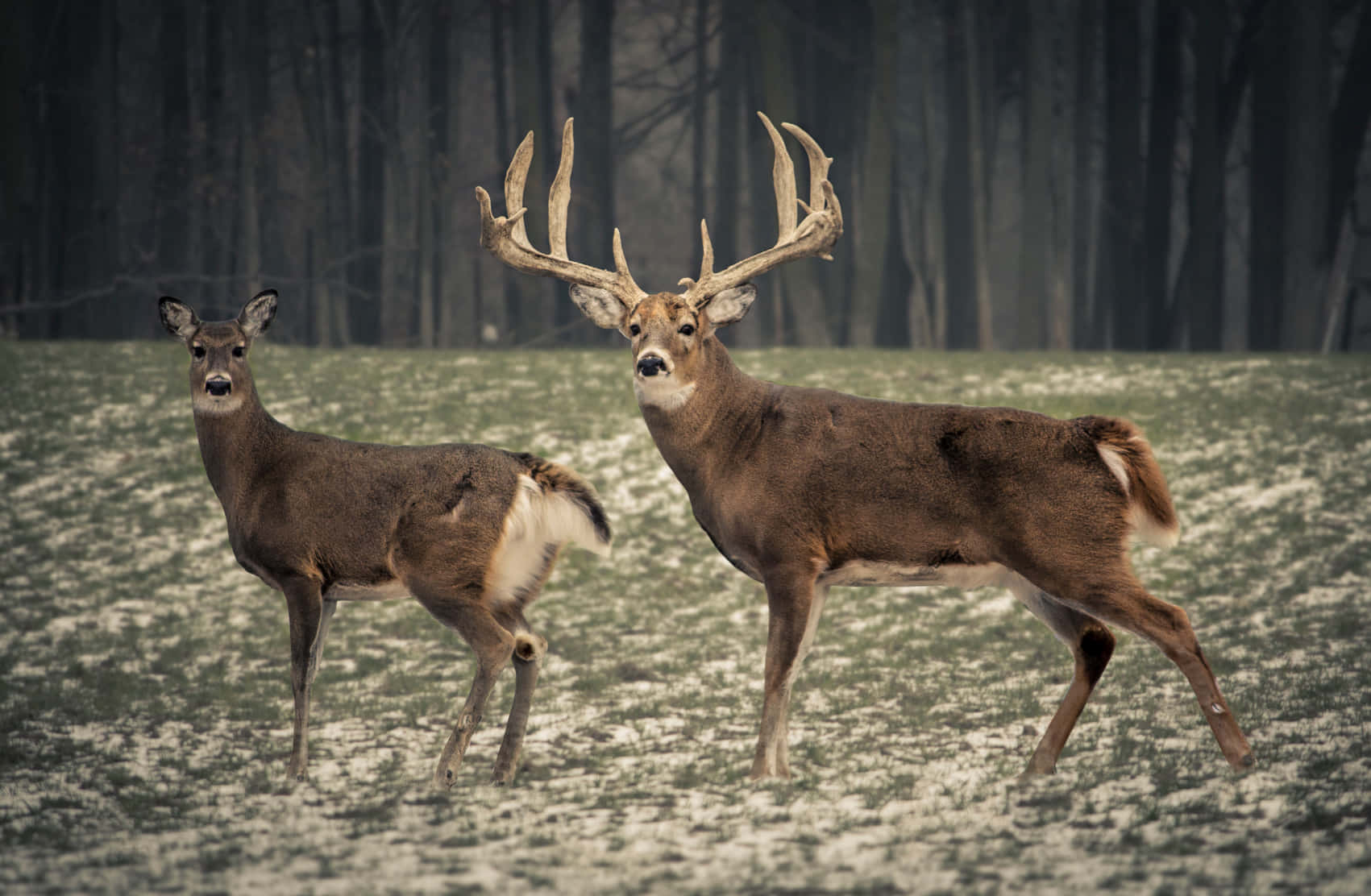 two deer standing in a field with snow on the ground Wallpaper