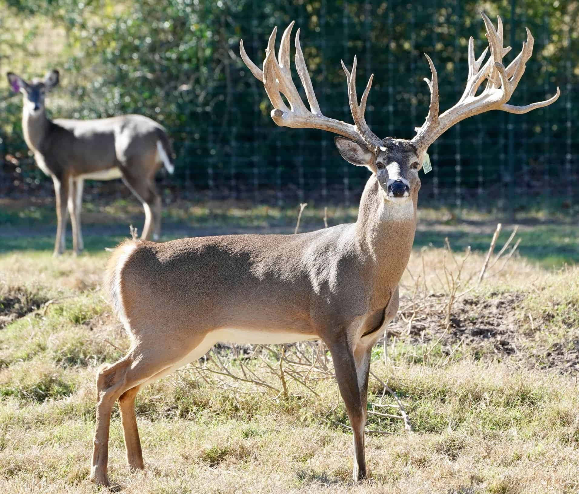 Big Deer Tall Horns Picture