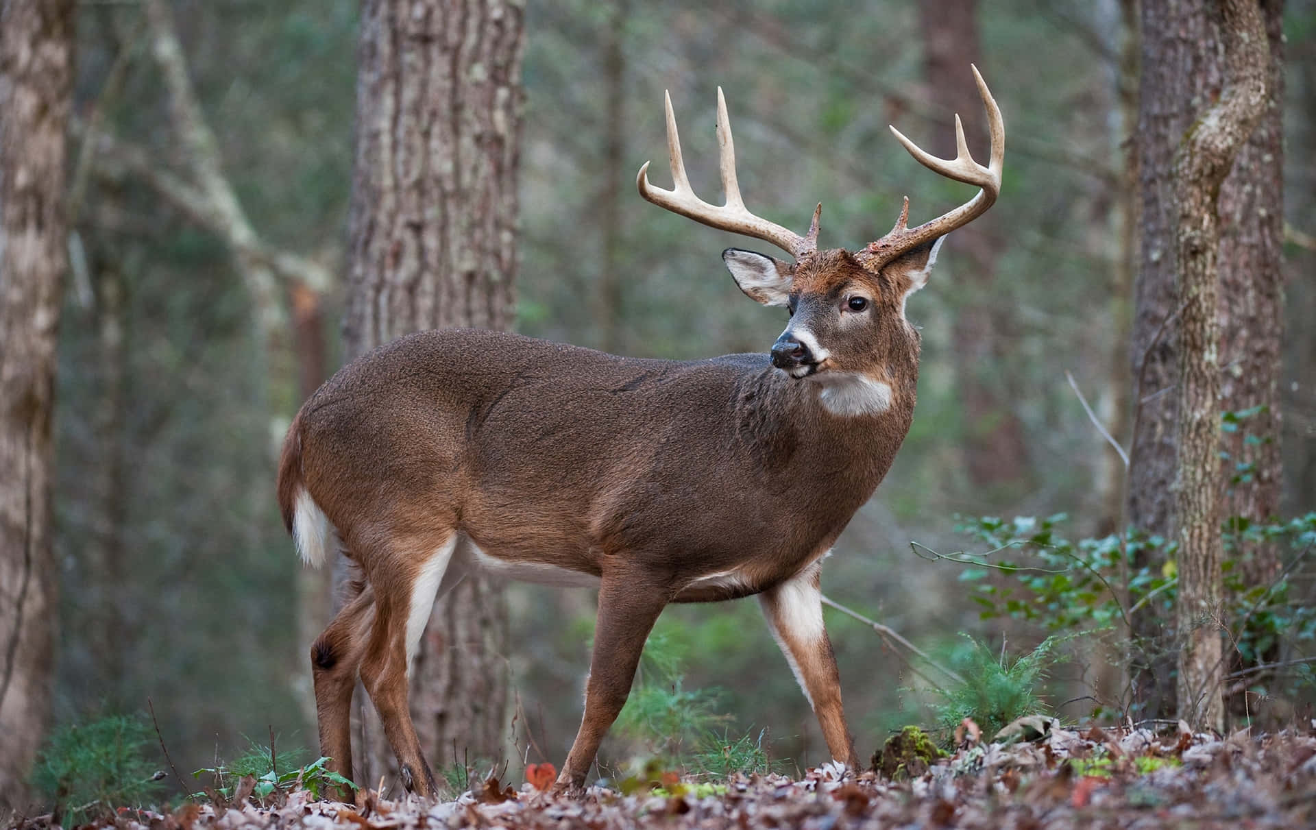 a deer standing in the woods with large antlers