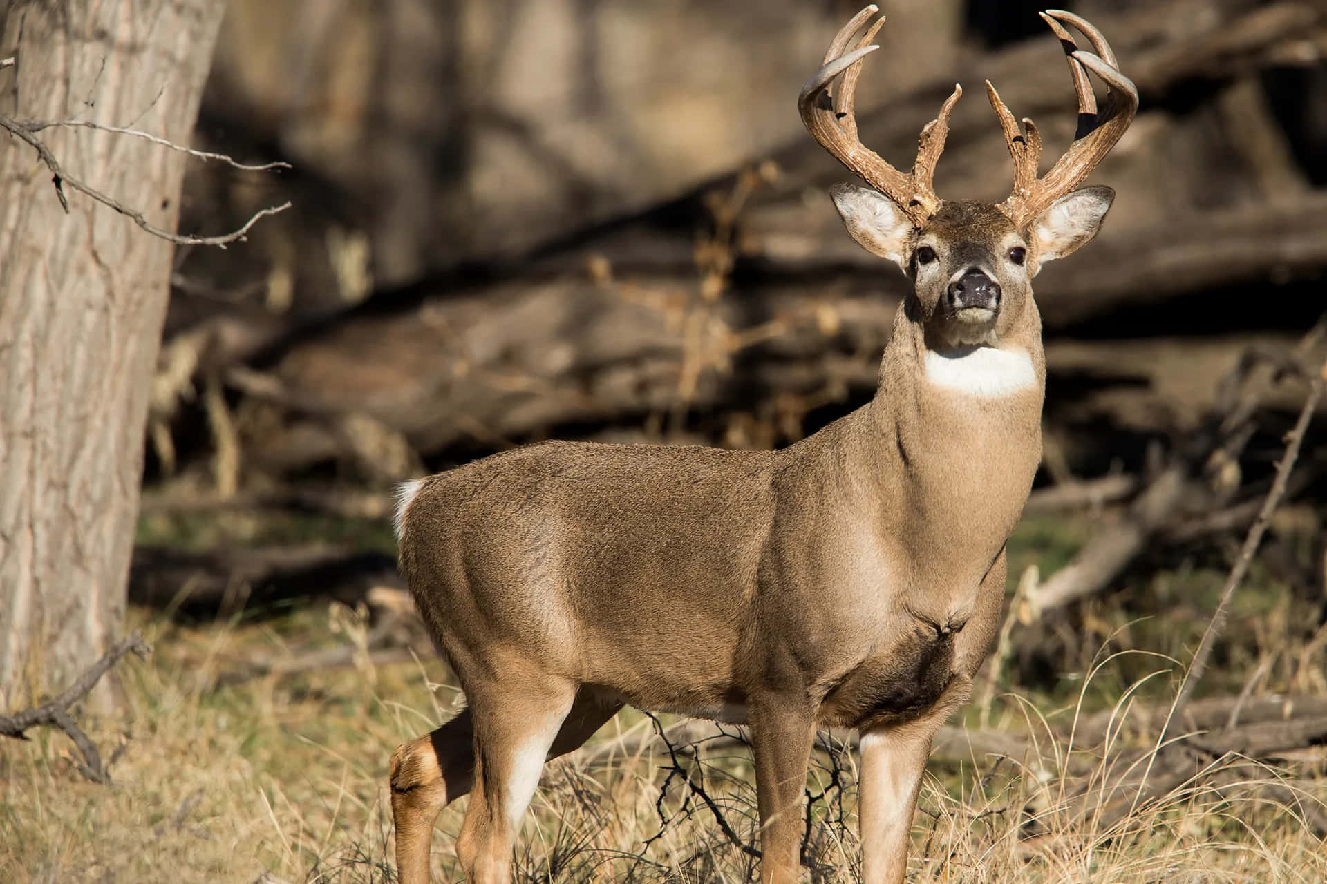 Big Deer Alert Stance Picture