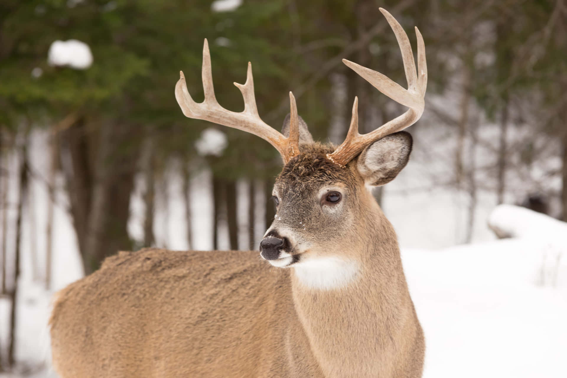 a deer standing in the snow with large antlers