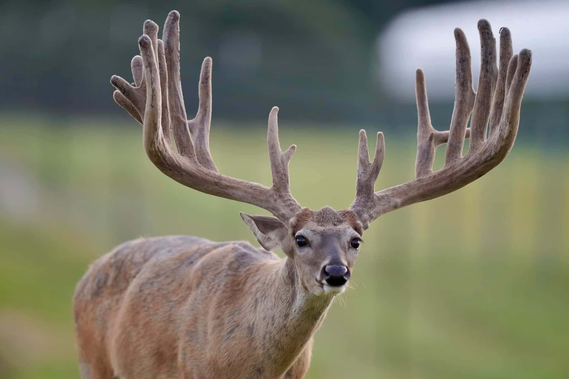 a large deer with large antlers standing in a field Wallpaper