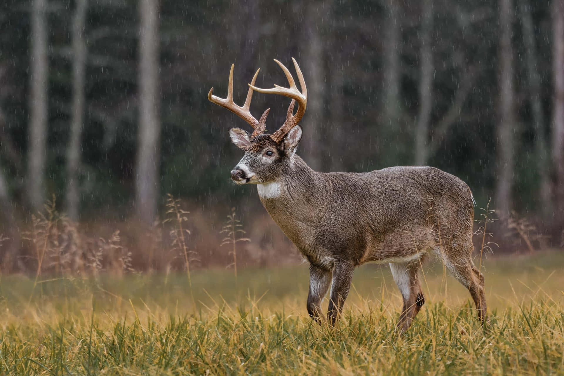 a deer standing in a field in the rain