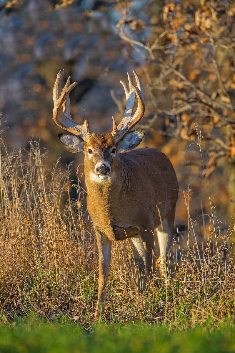 a deer is standing in a field with trees