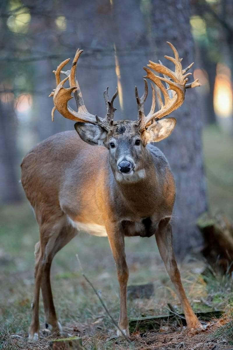 Big Deer Unique Horns Picture
