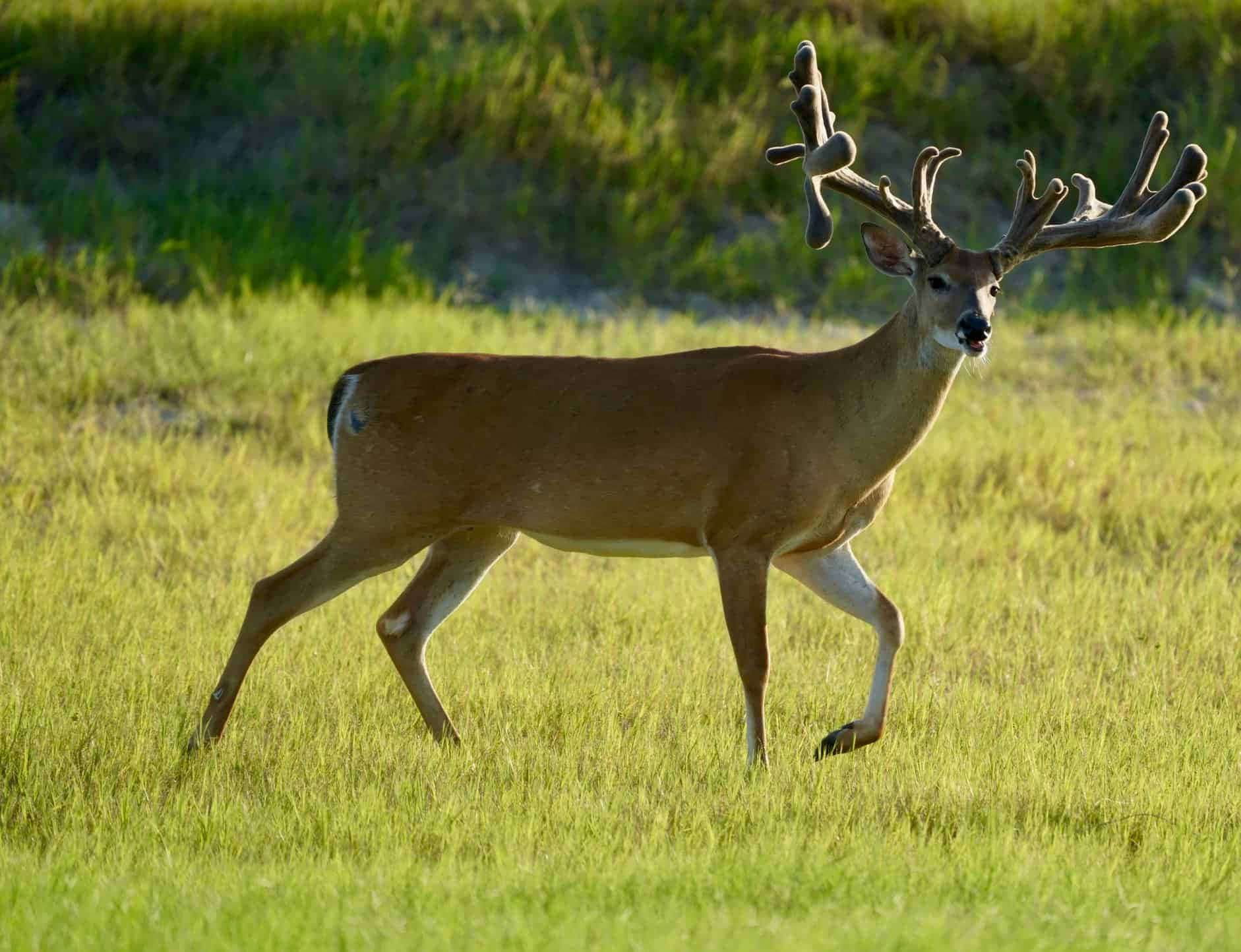 a deer is walking through a grassy field