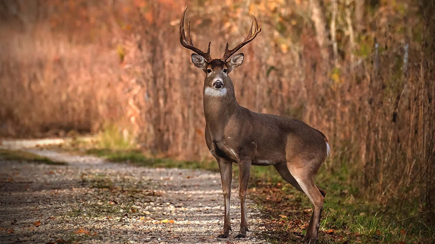 a deer stands on a gravel road in the woods Wallpaper