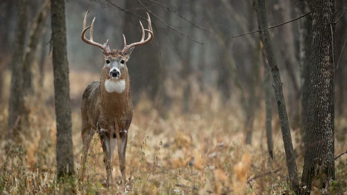 a deer is standing in the woods with a large antler Wallpaper